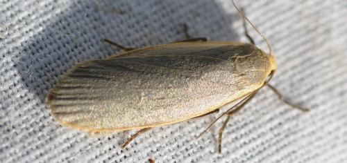 Eilema griseola